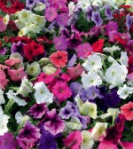 Петуния мультифлора Мираж микс